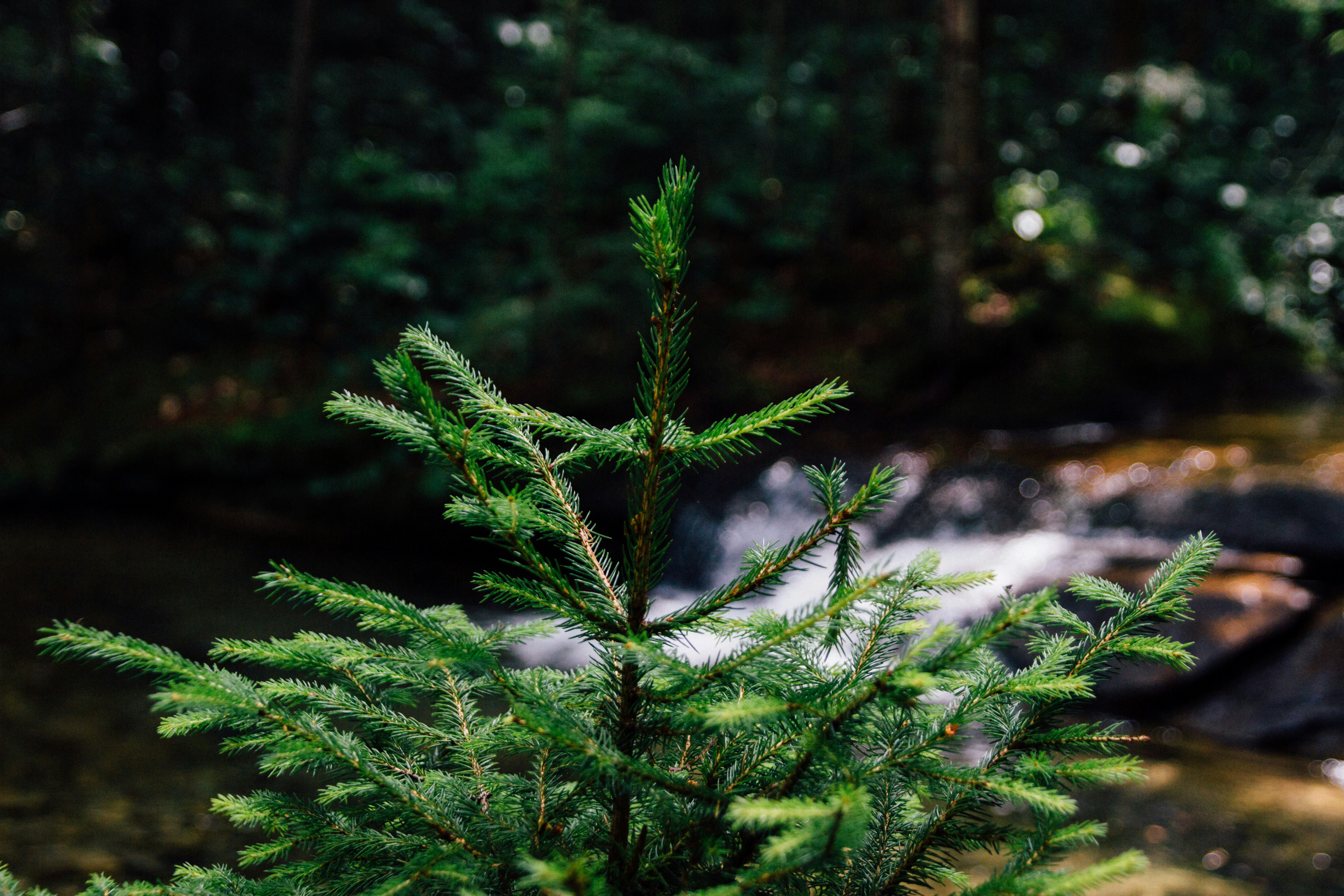 focus photography of green pine tree